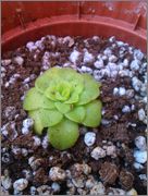 IMAG0607.jpg