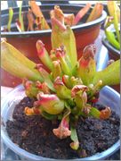 IMAG0633.jpg