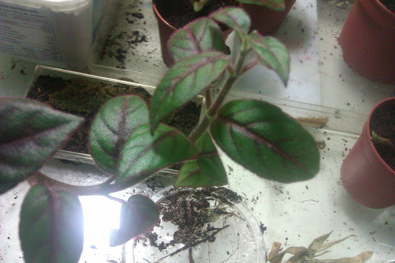 IMAG0635c.jpg