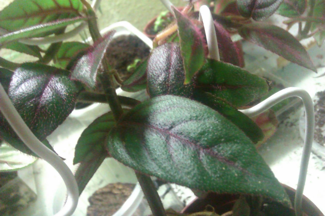 IMAG0637d.jpg