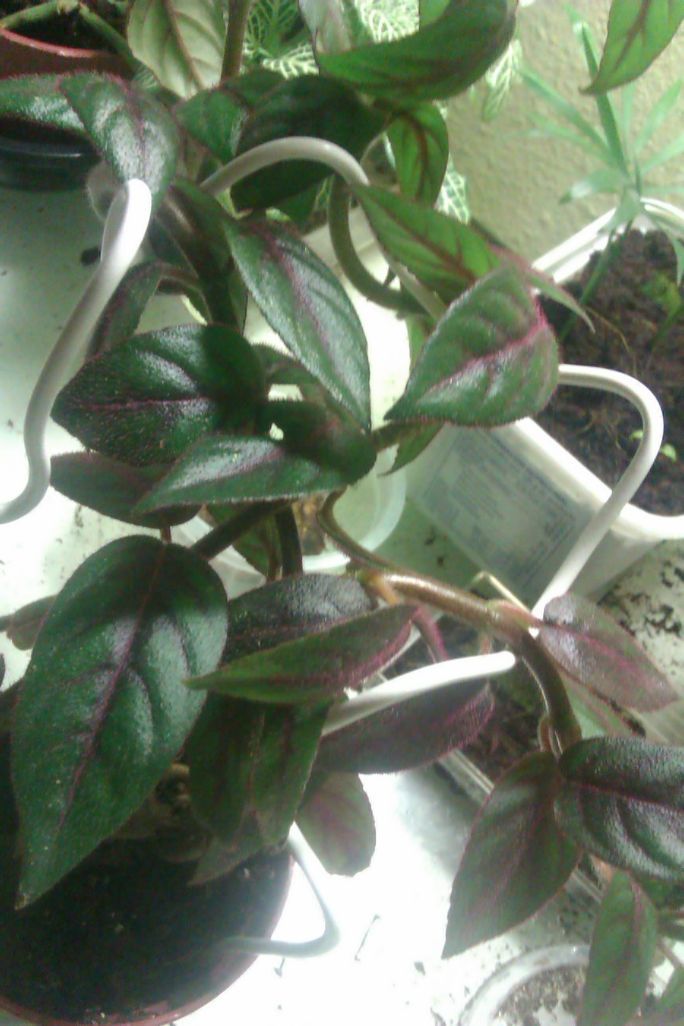 IMAG0639b.jpg