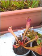 IMAG0662.jpg