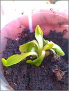IMAG0684.jpg