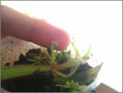 IMAG0705.jpg