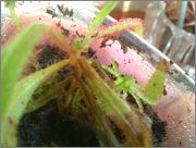 IMAG0707.jpg