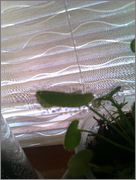 IMAG0710.jpg