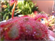 IMAG0736.jpg