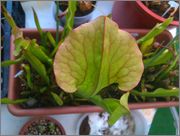 IMAG0942.jpg