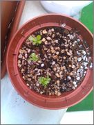 IMAG0944.jpg