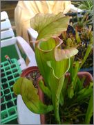 IMAG0953.jpg