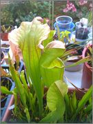 IMAG0954.jpg