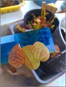 IMAG0968.jpg