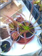 IMAG0971.jpg