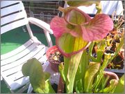 IMAG0992.jpg