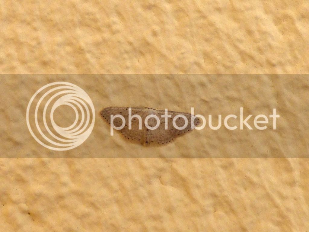 image%201_zps4wit5bbx.jpg