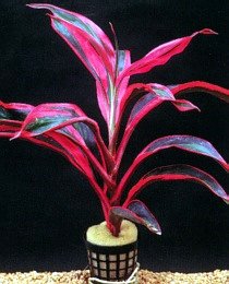 Image-265.JPG
