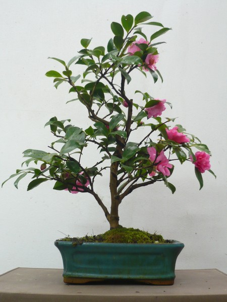 image.php?id=11648610.jpg