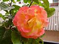 image.php?u=28818&dateline=1205690890.jpg
