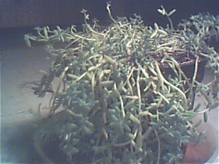 Image00001%7E30.jpg