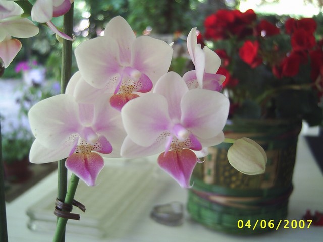 Image0000118.jpg