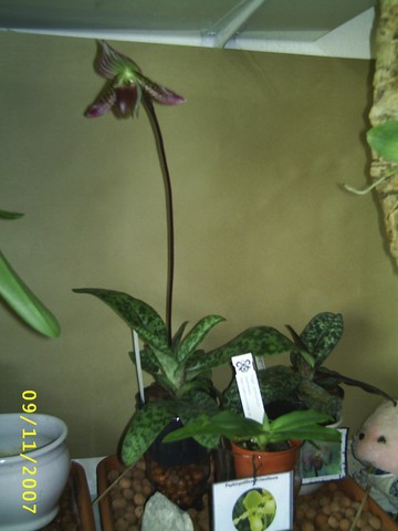 Image0000135.jpg