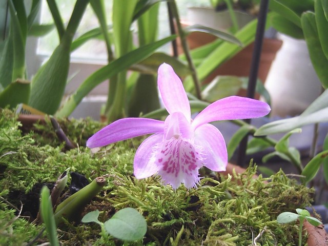 Image0000153.jpg