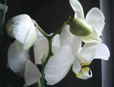 Image0000223.jpg