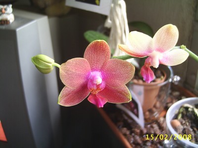 Image0000225.jpg