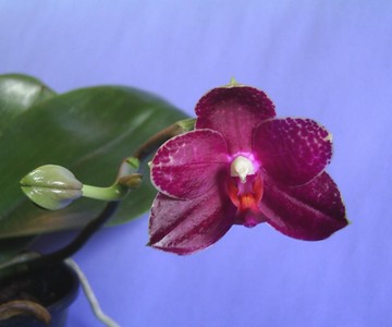 Image0000227.jpg