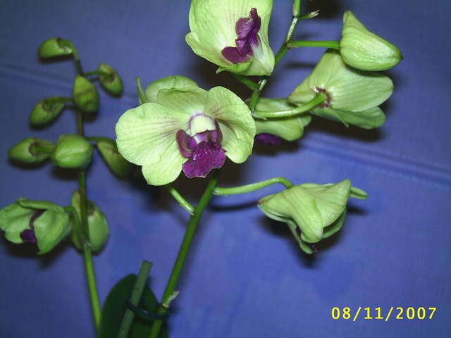 Image0000310.jpg