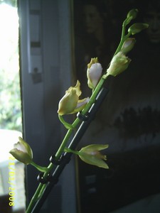 Image0000314.jpg