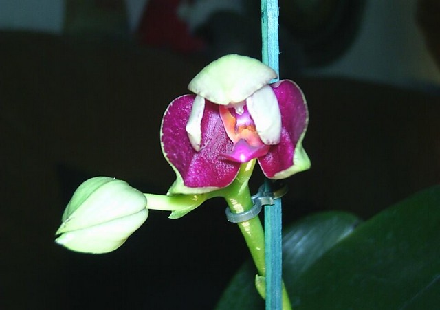 Image000038.jpg