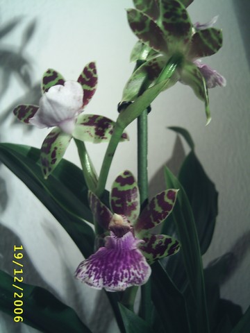 Image00007.jpg