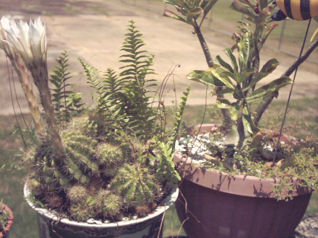 IMAGE0001.JPG