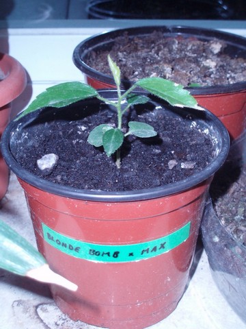 Image00015.jpg