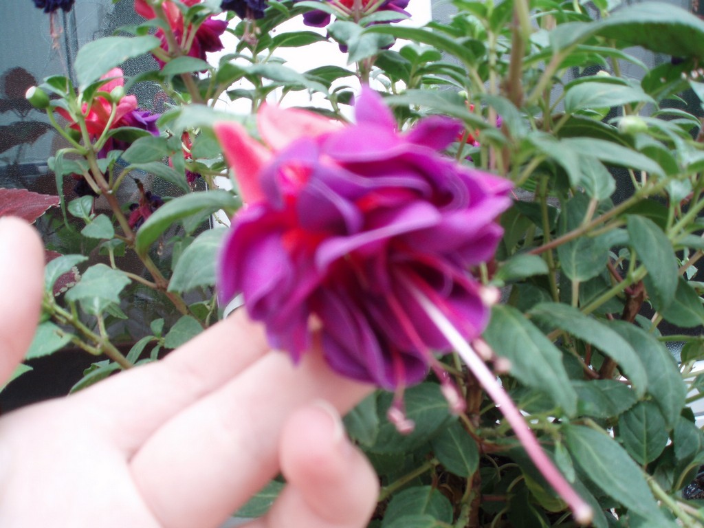 Image00015.JPG
