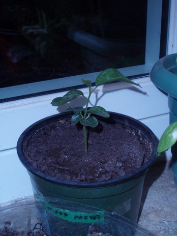 Image00016.jpg