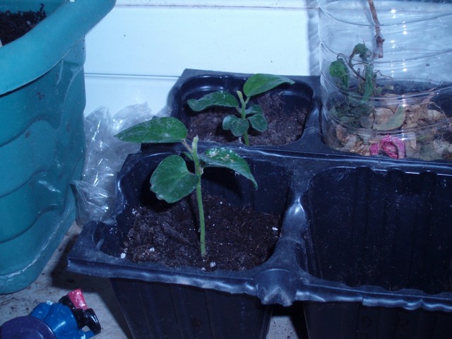 Image00017.jpg