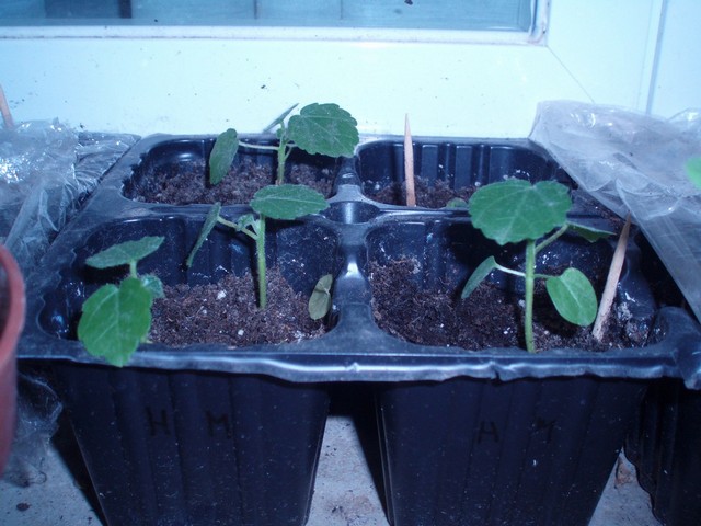 Image00018.jpg