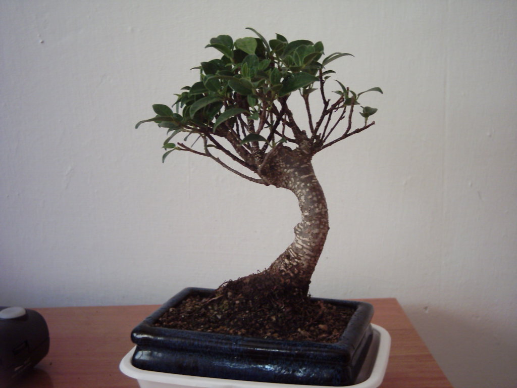 IMAGE0003.JPG