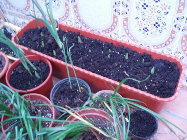 Image00033.jpg