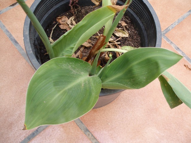 Image00037.JPG