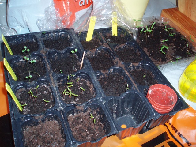 Image000431.jpg