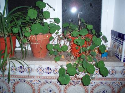 Image00046.jpg
