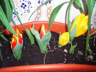 Image00056.jpg