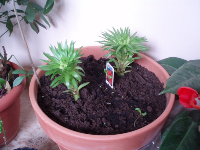 Image00062.jpg