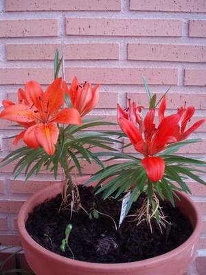 Image00077.jpg