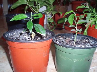 Image00078.jpg