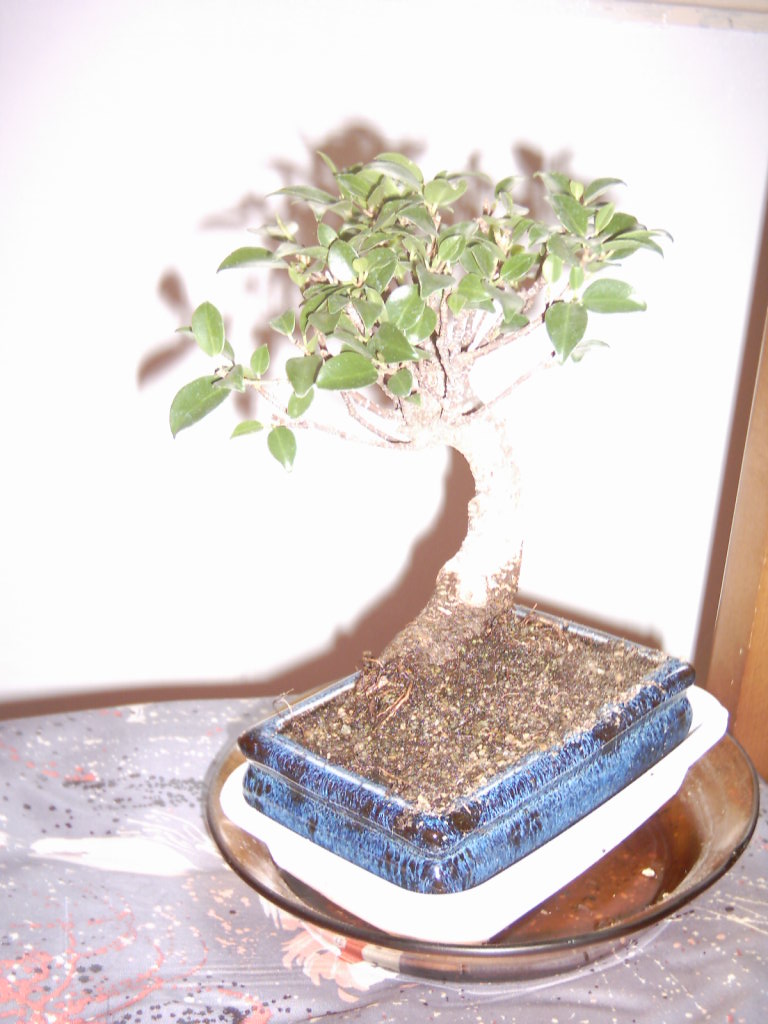 IMAGE0018.JPG