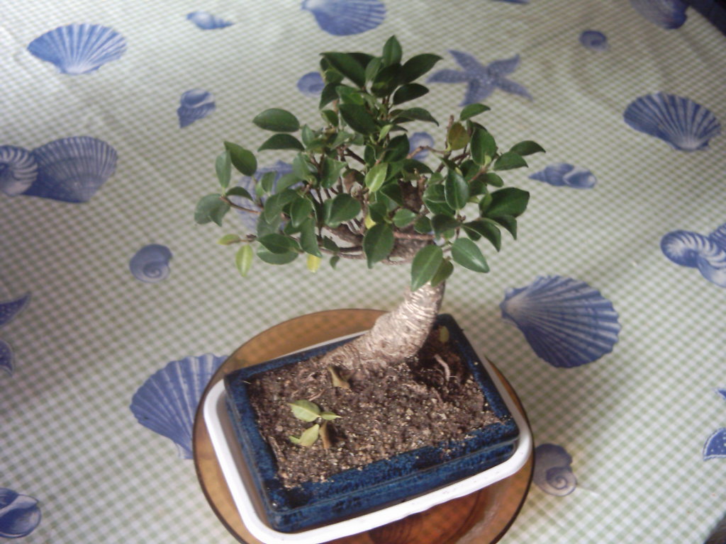 IMAGE0025.JPG